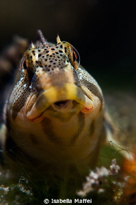 "DOGGY"
Salaria fluviatilis : the freshwater blenny by Isabella Maffei 